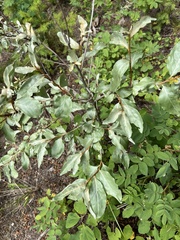 Elaeagnus commutata