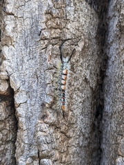 Orgyia pseudotsugata