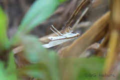 Palpita nigropunctalis