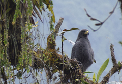 Buteogallus solitarius