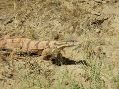 Varanus griseus caspius