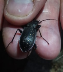 Carabus hortensis
