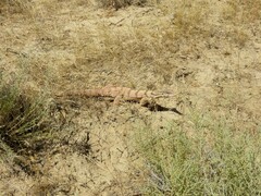 Varanus griseus caspius