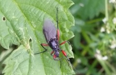 Bibio pomonae