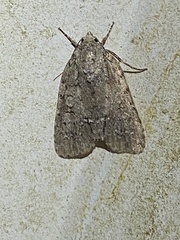 Acronicta immodica
