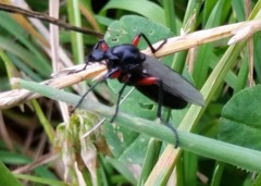 Bibio pomonae