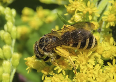 Halictus farinosus