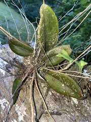 Comparettia falcata