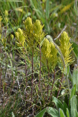 Castilleja flava