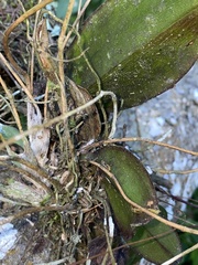 Comparettia falcata