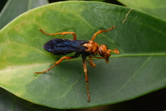 Leptodialepis bipartitus