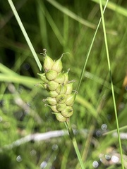Carex striata