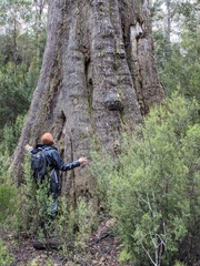 Eucalyptus delegatensis