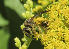 Halictus farinosus