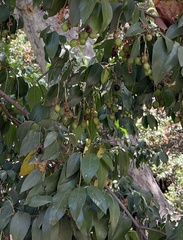 Prunus ilicifolia lyonii