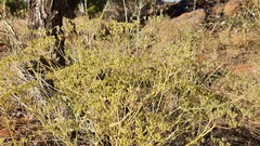 Pimpinella corymbosa