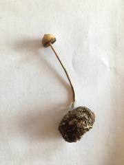 Psilocybe alutacea