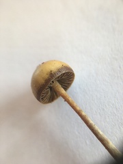 Psilocybe alutacea