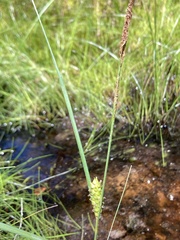 Carex striata