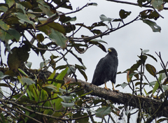 Buteogallus solitarius