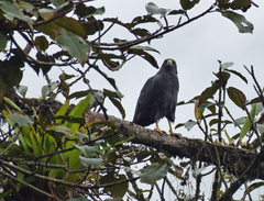 Buteogallus solitarius