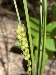 Carex striata