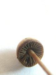 Psilocybe alutacea