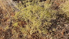 Pimpinella corymbosa