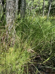 Carex striata