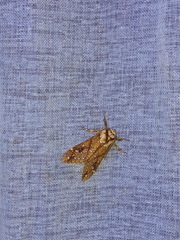 Lophocampa propinqua