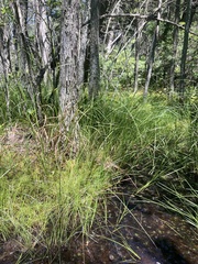Carex striata