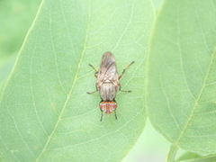 Tetanops