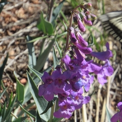 Penstemon secundiflorus