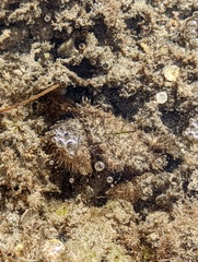 Pilumnus vespertilio