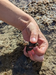 Pilumnus vespertilio