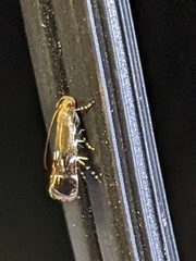 Anacampsis levipedella
