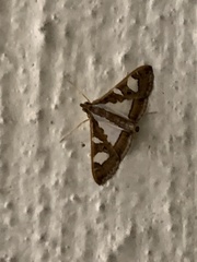 Glyphodes bivitralis