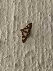 Glyphodes bivitralis