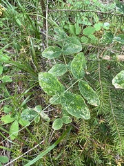 Lathyrus ochroleucus