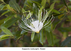 Capparis roxburghii