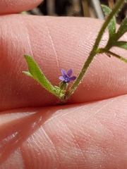 Allophyllum gilioides violaceum
