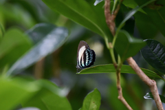 Nothodanis schaeffera