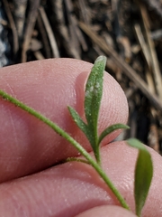 Allophyllum gilioides violaceum