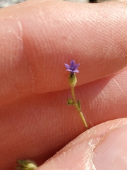 Allophyllum gilioides violaceum