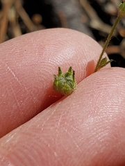 Allophyllum gilioides violaceum