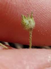 Allophyllum gilioides violaceum