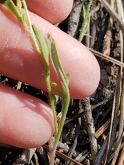Allophyllum gilioides violaceum