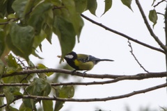 Parus monticolus