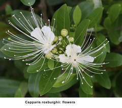 Capparis roxburghii