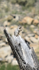 Otospermophilus variegatus